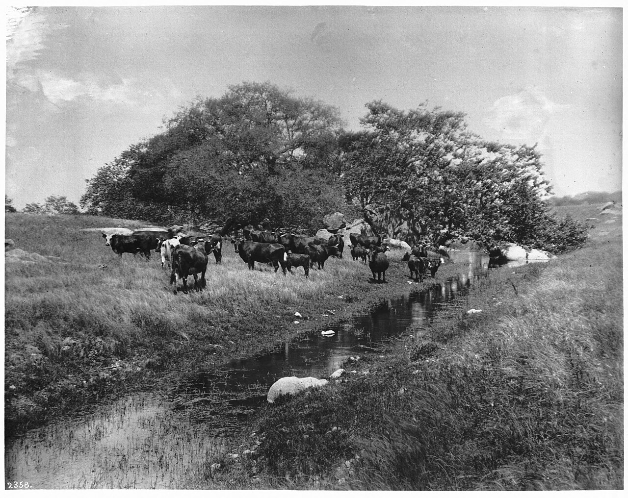 Cattle grazing in the open near a small stream on the Santa Margarita cattle ranch in San Diego County, 1900
Photograph of a small herd of cattle (less than 50 head) grazing in the open near a small stream on the Santa Margarita cattle ranch in San Diego County, 1900. A copse of oak trees is visible behind the cattle, which stand at center. The narrow, shallow stream is pictured to the right of center running from the distance under the dipping trees to the left foreground.
Call number: CHS-2358
Filename: CHS-2358
Coverage date: 1900
Part of collection: California Historical Society Collection, 1860-1960
Format: glass plate negatives
Type: images
Part of subcollection: Title Insurance and Trust, and C.C. Pierce Photography Collection, 1860-1960
Repository name: USC Libraries Special Collections
Accession number: 2358
Microfiche number: 1-78-14
Archival file: chs_Volume69/CHS-2358.tiff
Repository address: Doheny Memorial Library, Los Angeles, CA 90089-0189
Geographic subject (country): USA
Format (aacr2): 2 photographs : glass photonegative, photoprint, b&amp;w ; 21 x 26 cm.
Rights: Digitally reproduced by the USC Digital Library; From the California Historical Society Collection at the University of Southern California
Subject (adlf): agricultural sites
Project: USC
Repository email: specol@usc.edu
Contributing entity: California Historical Society
Date created: 1900
Publisher (of the digital version): University of Southern California. Libraries
Format (aat): photographic prints; photographs
Geographic subject (state): California
Subject (file heading): Agriculture -- Ranching -- General
Legacy record ID: chs-m9636; USC-1-1-1-9775
Access conditions: Send requests to address or e-mail given. Phone (213) 821-2366; fax (213) 740-2343.
Geographic subject (county): San Diego
Subject (lcsh): Cattle; Ranches
Subject: Santa Margarita Ranch