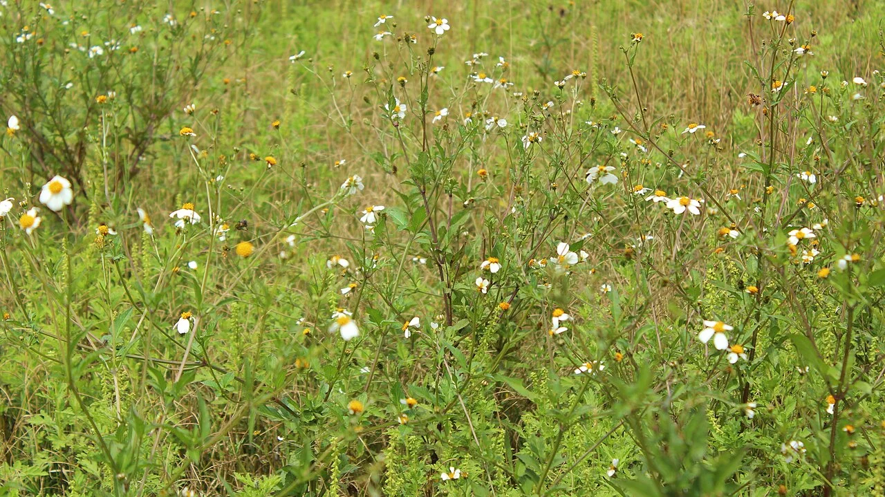 Photo of Las Margaritas