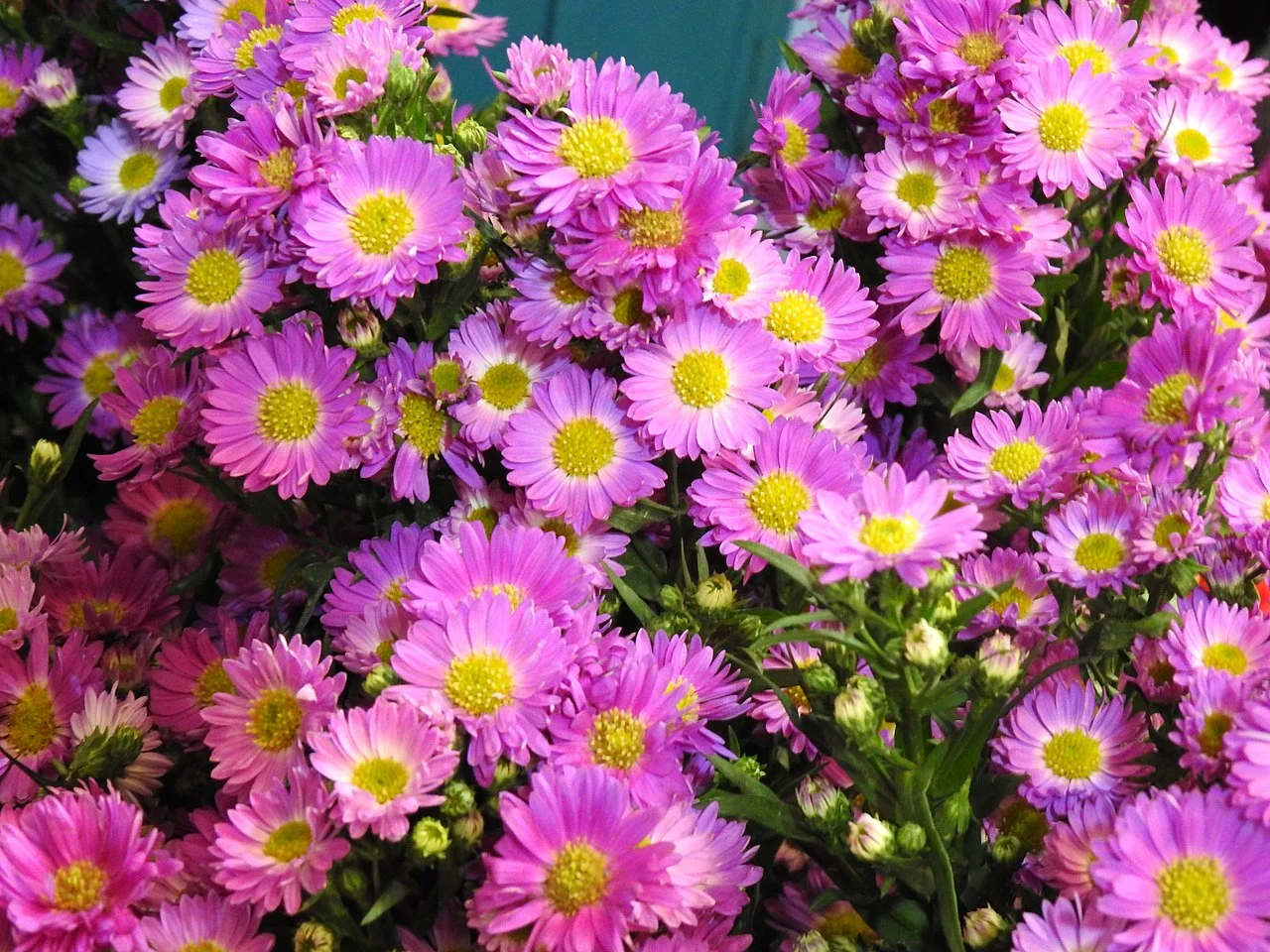 Photo of Las Margaritas