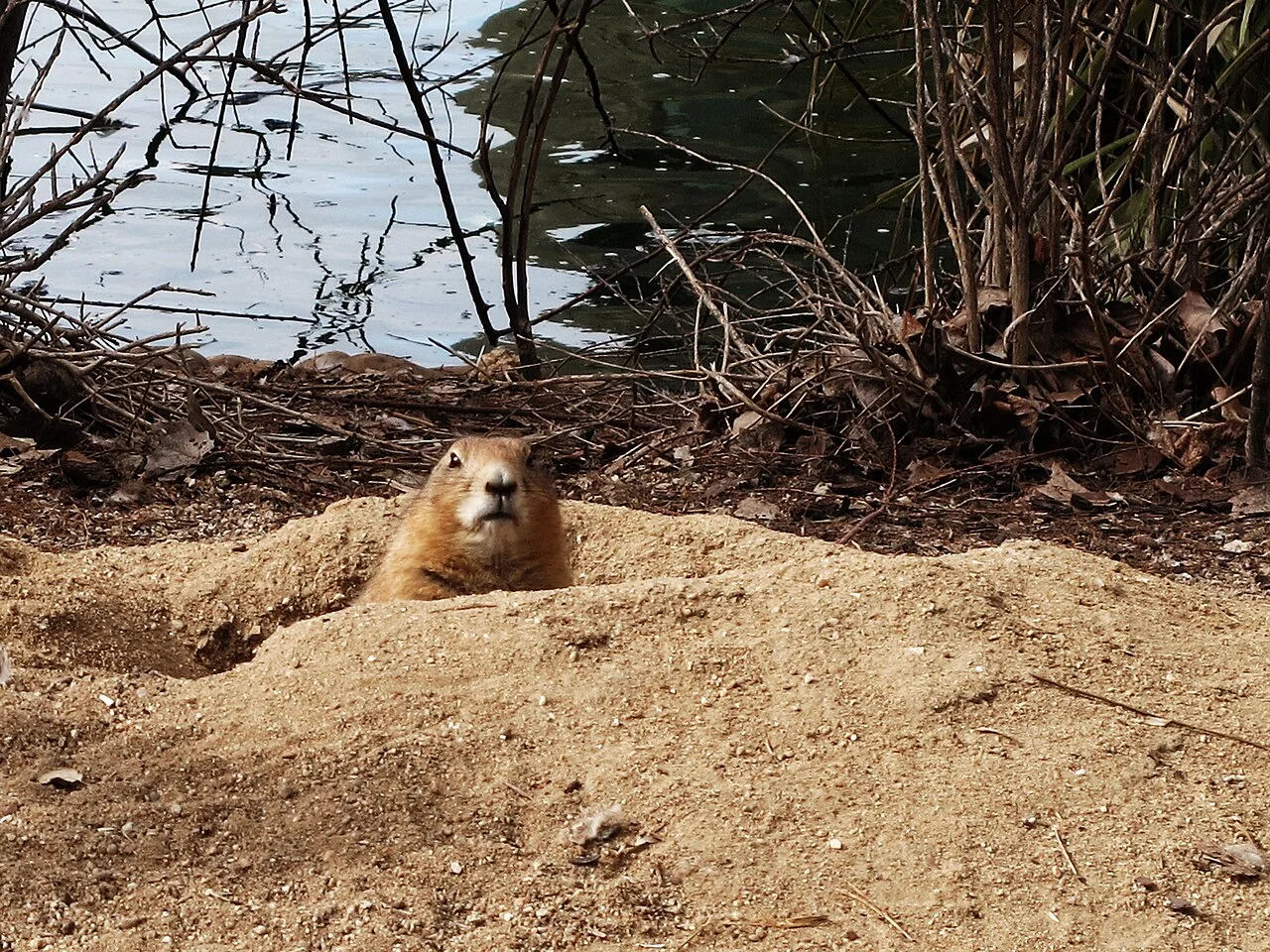 Photo of Las Praderas