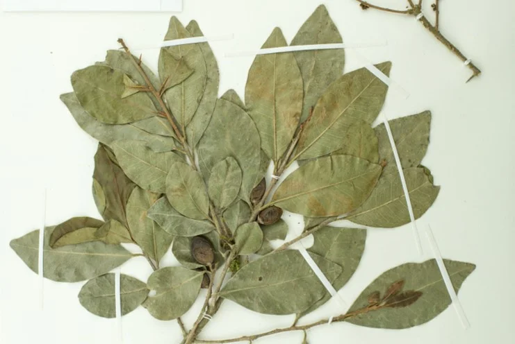 Photo of Las Sabanas