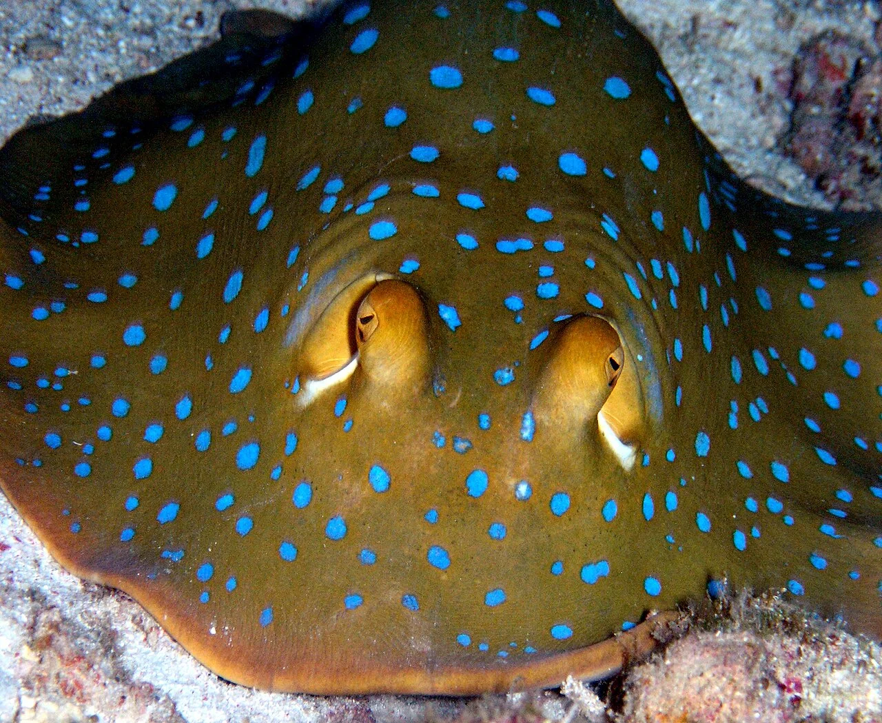 Photo of Layang Layang