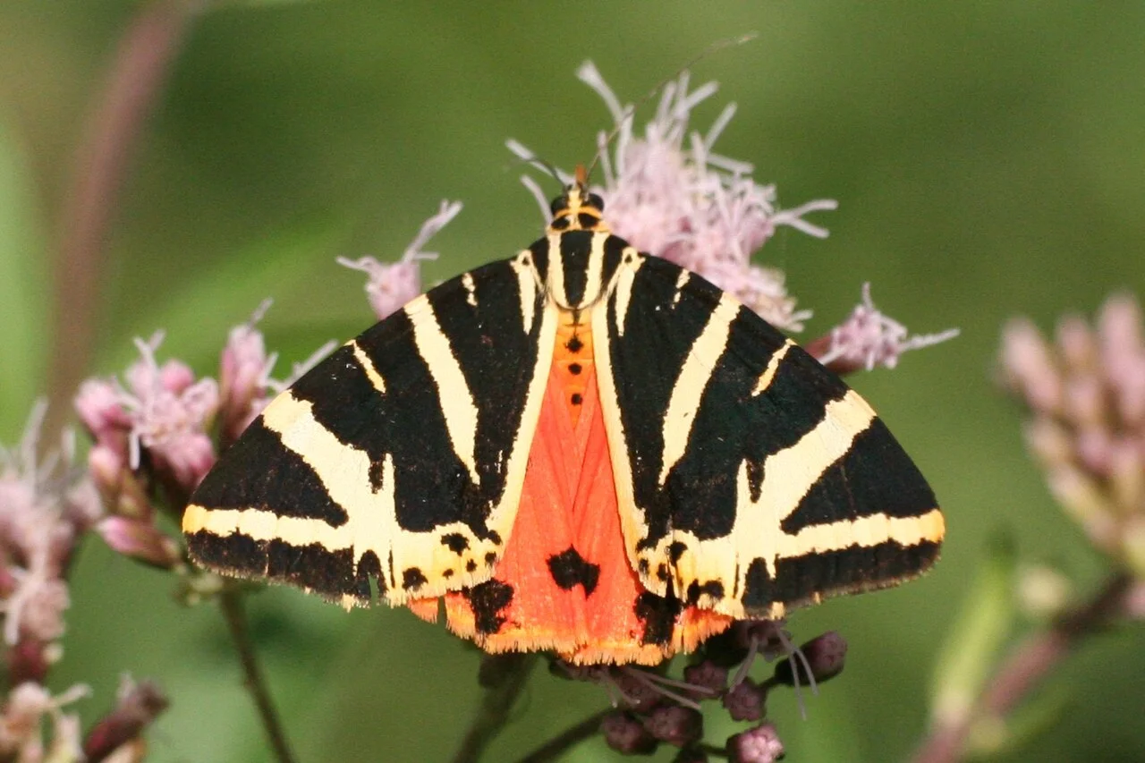 Photo of Lehrensteinsfeld