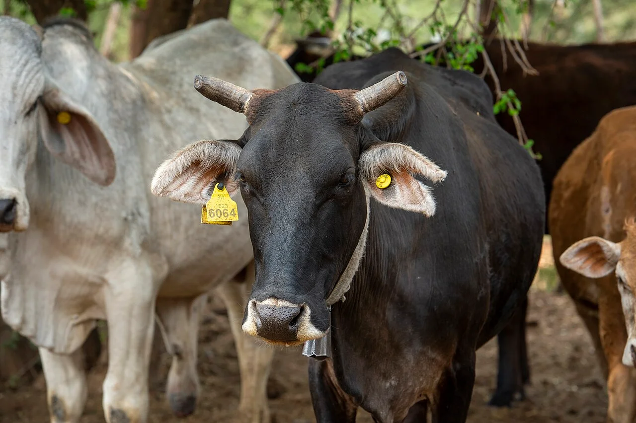 Photo of Lentsweletau