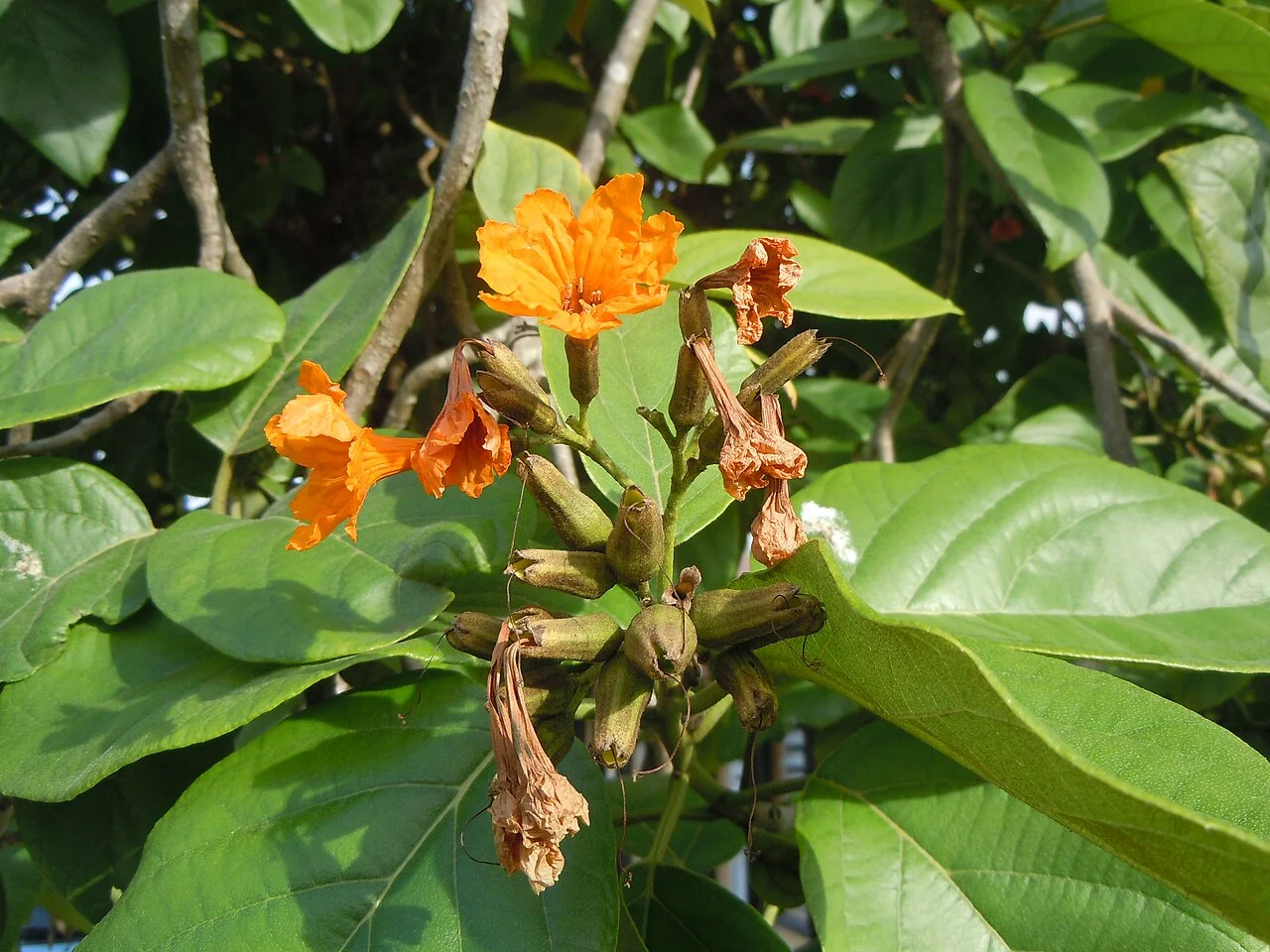 Photo of Les Trois-Îlets