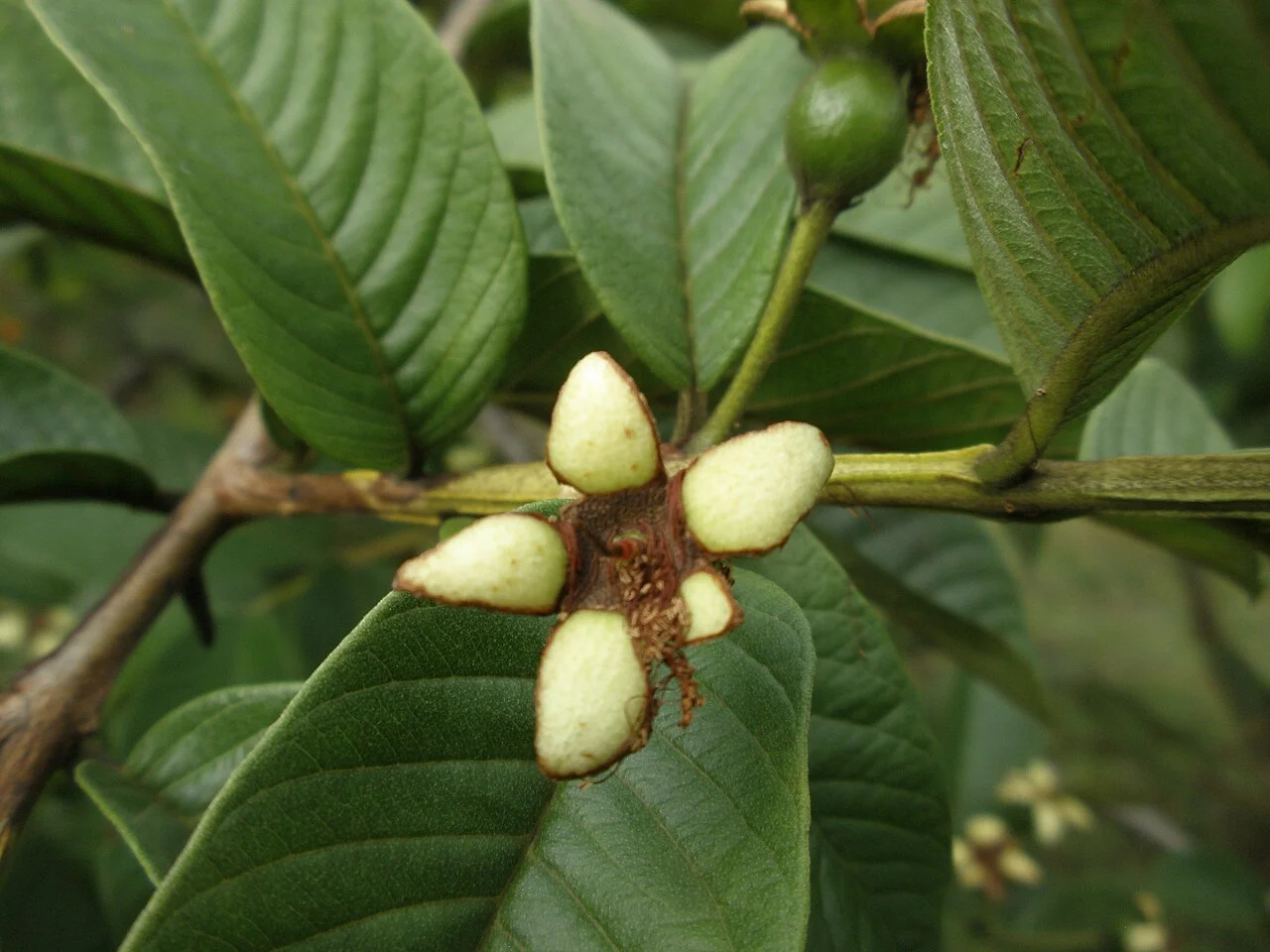 Photo of Les Trois-Îlets