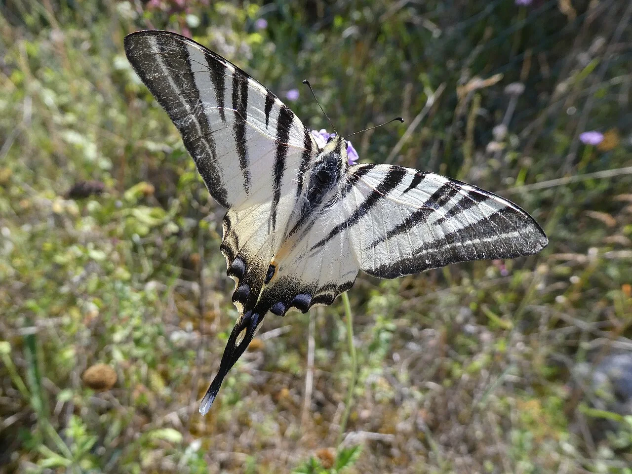 Photo of Lettomanoppello