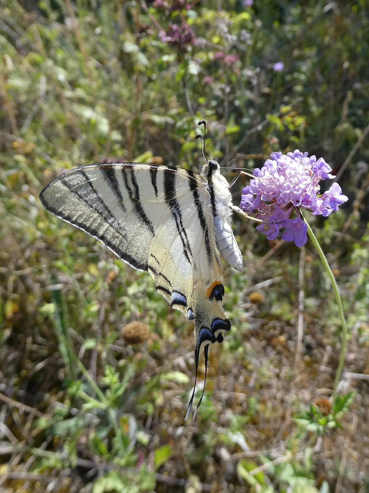 Photo of Lettomanoppello