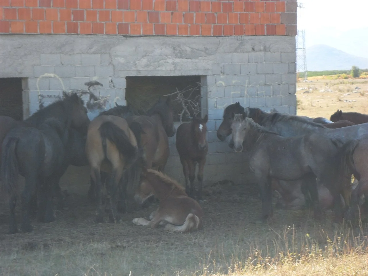 Photo of Lički Osik