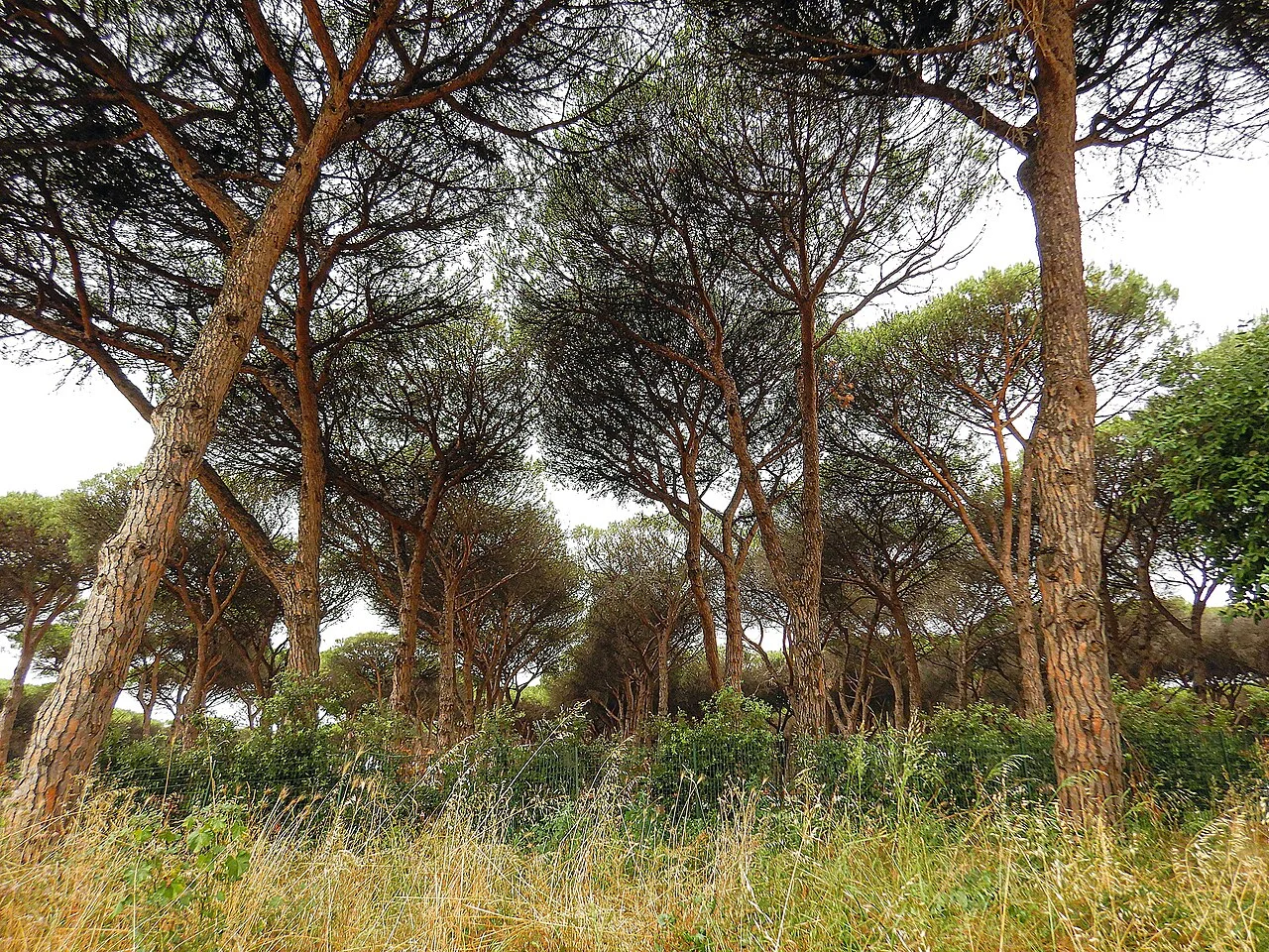 Photo of Lido dei Pini