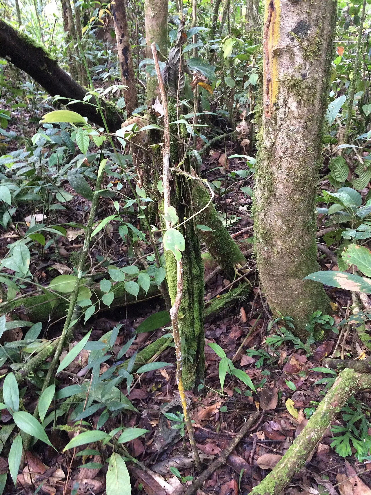 Photo of Lidung Jelo