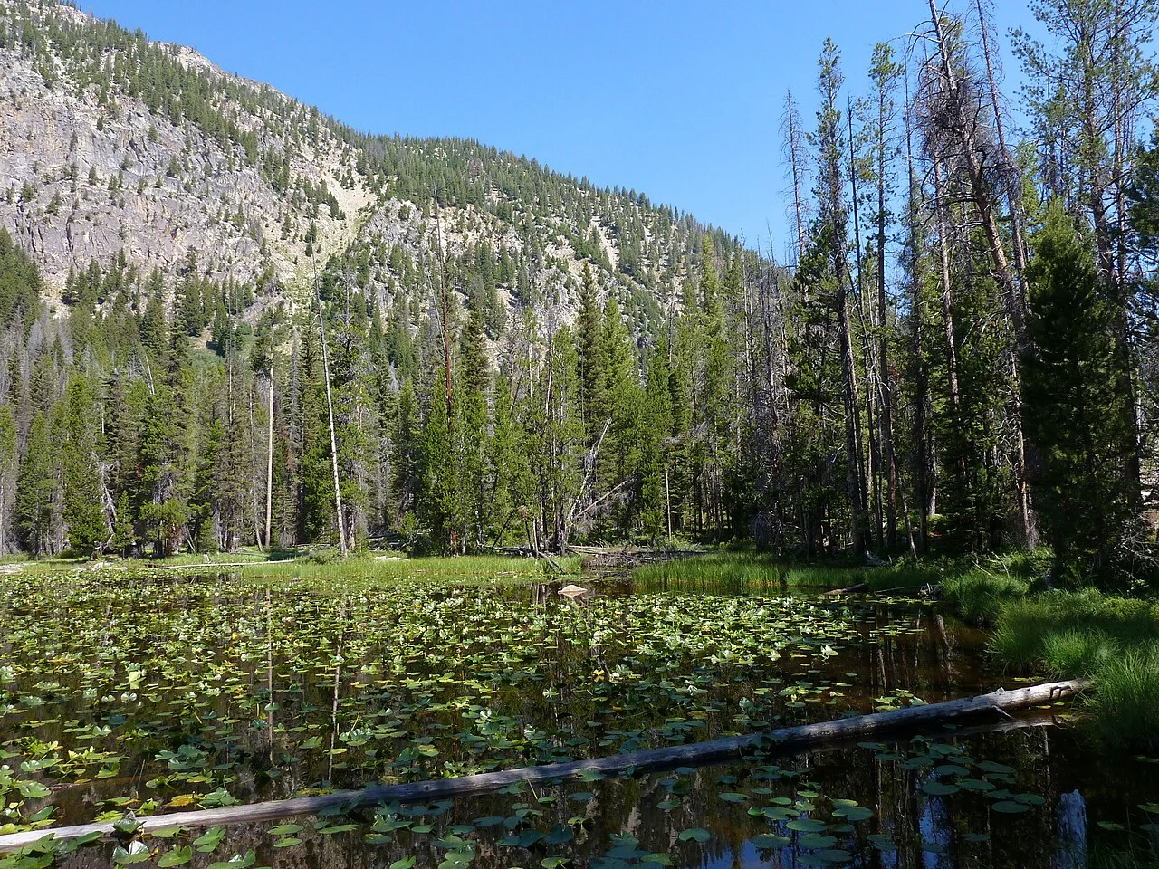 Photo of Lily Lake