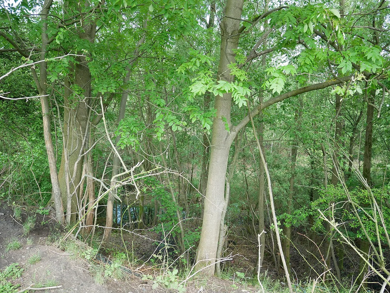 Photo of Lindenhorst