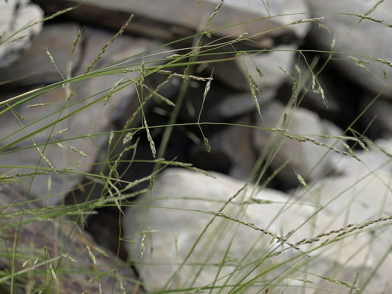 Photo of Little Cottonwood Creek Valley