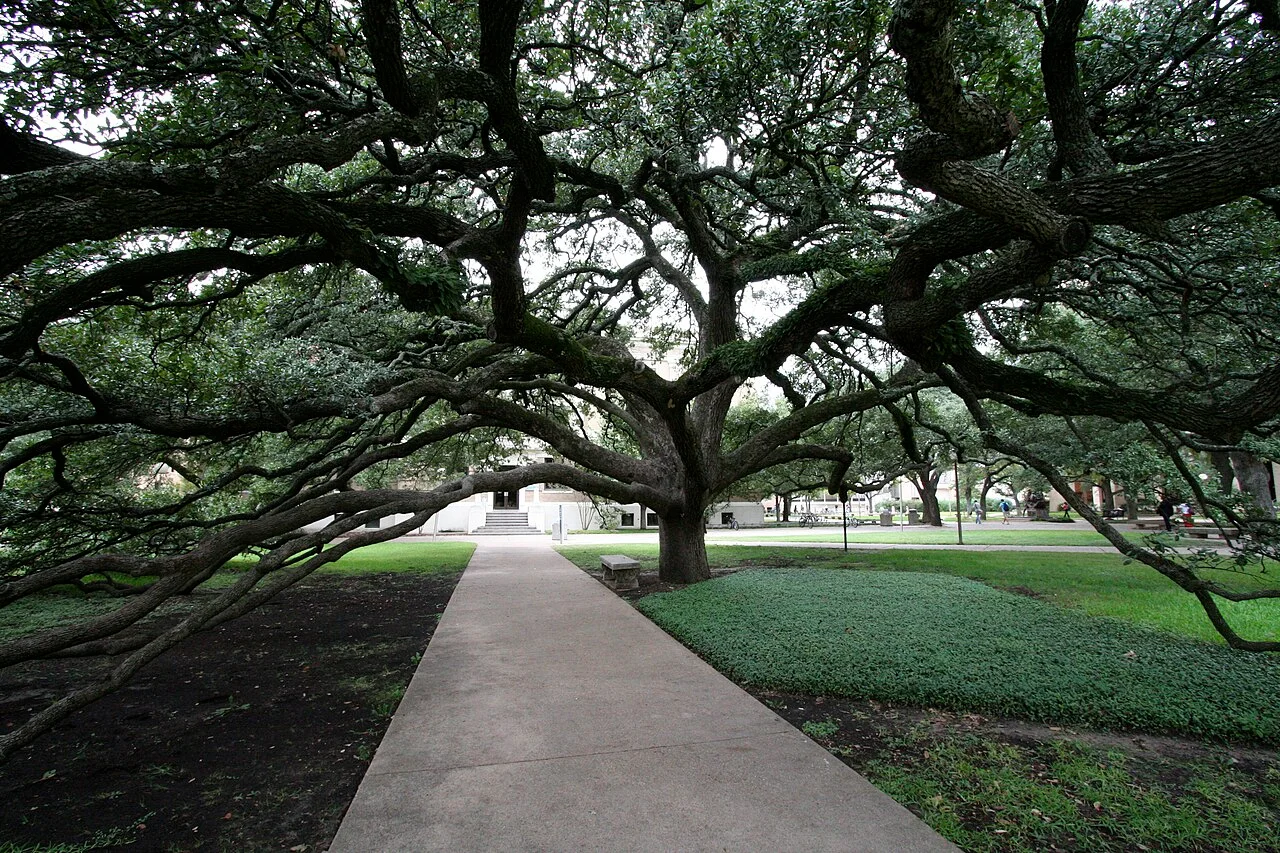 Photo of Live Oak
