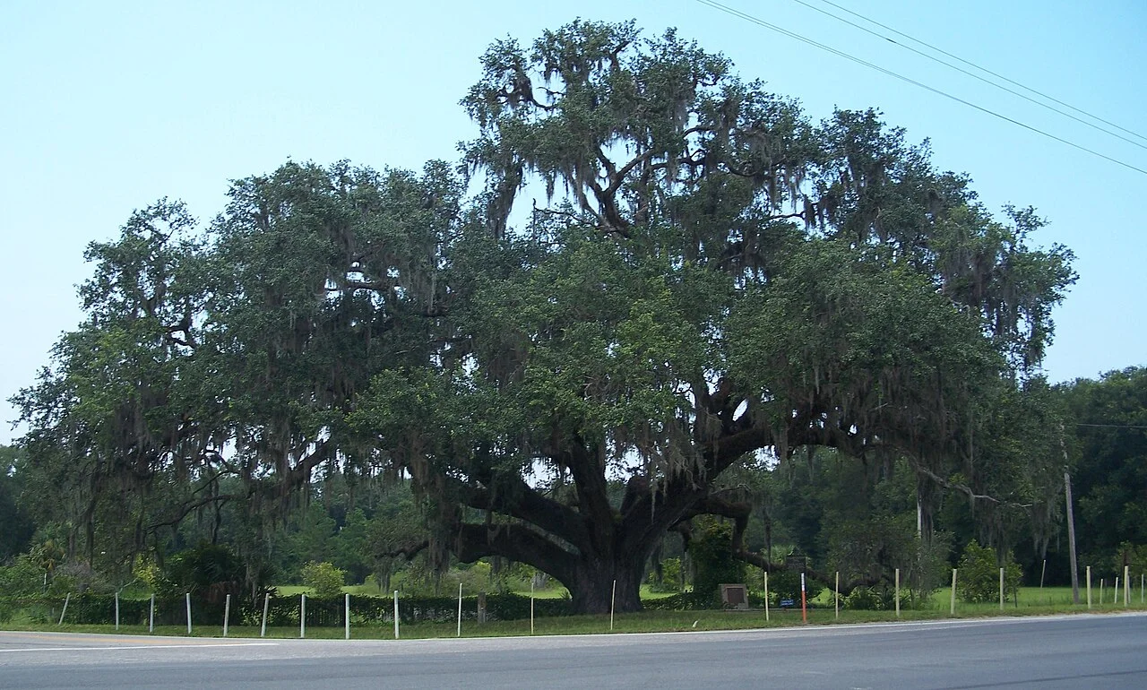 Photo of Live Oak