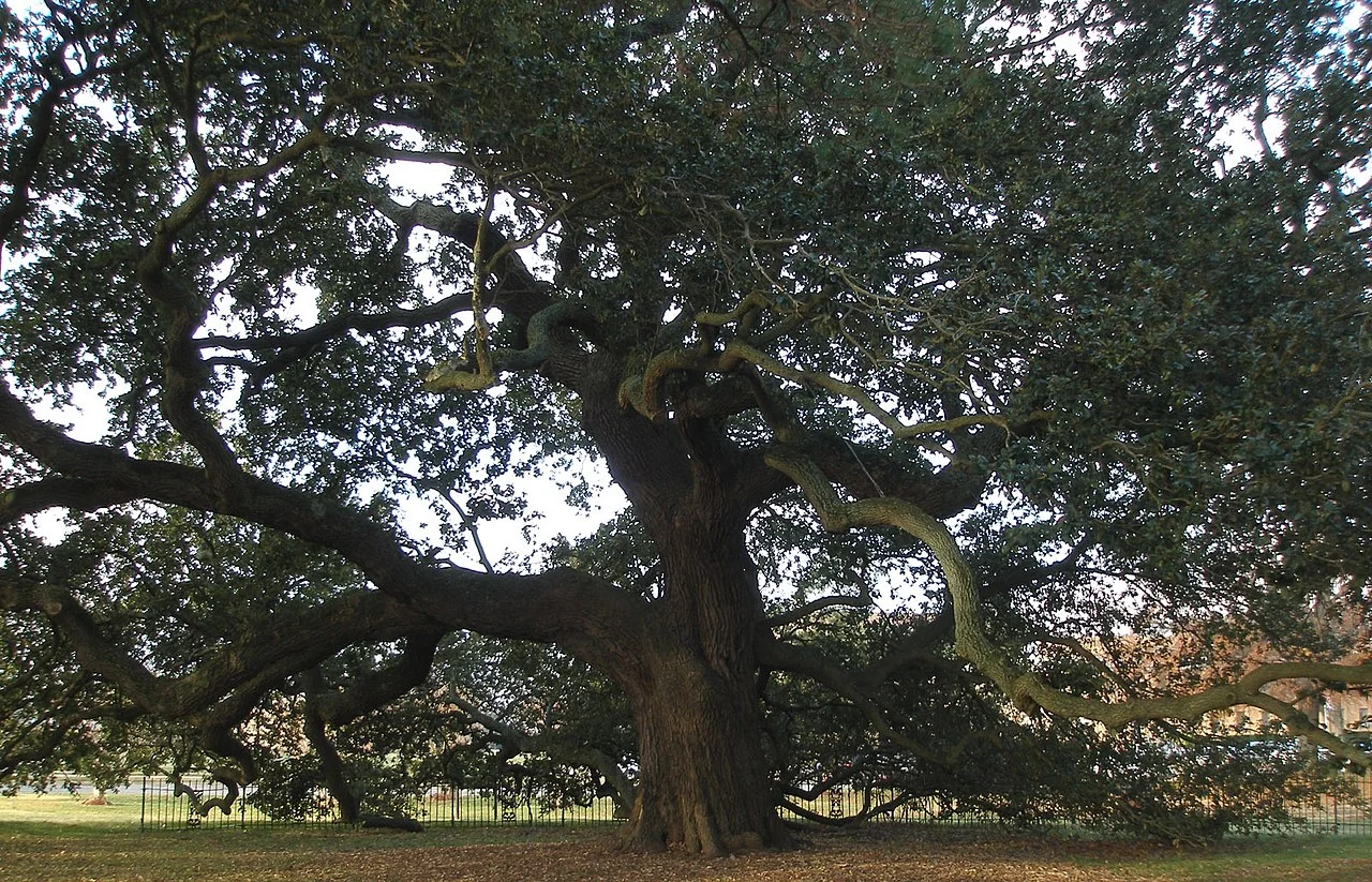 Photo of Live Oak