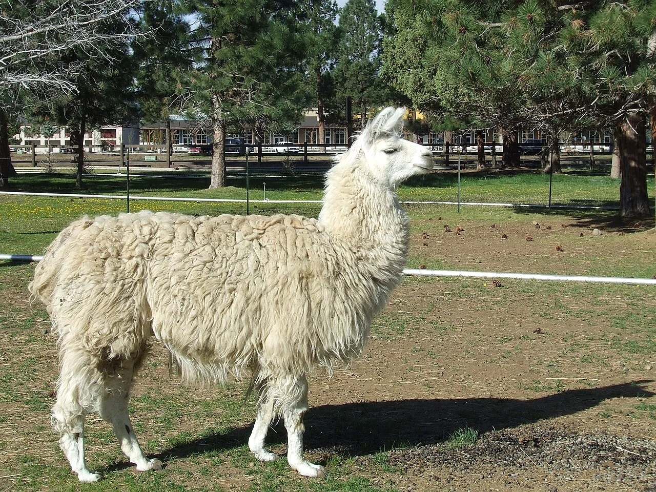 Photo of Llama