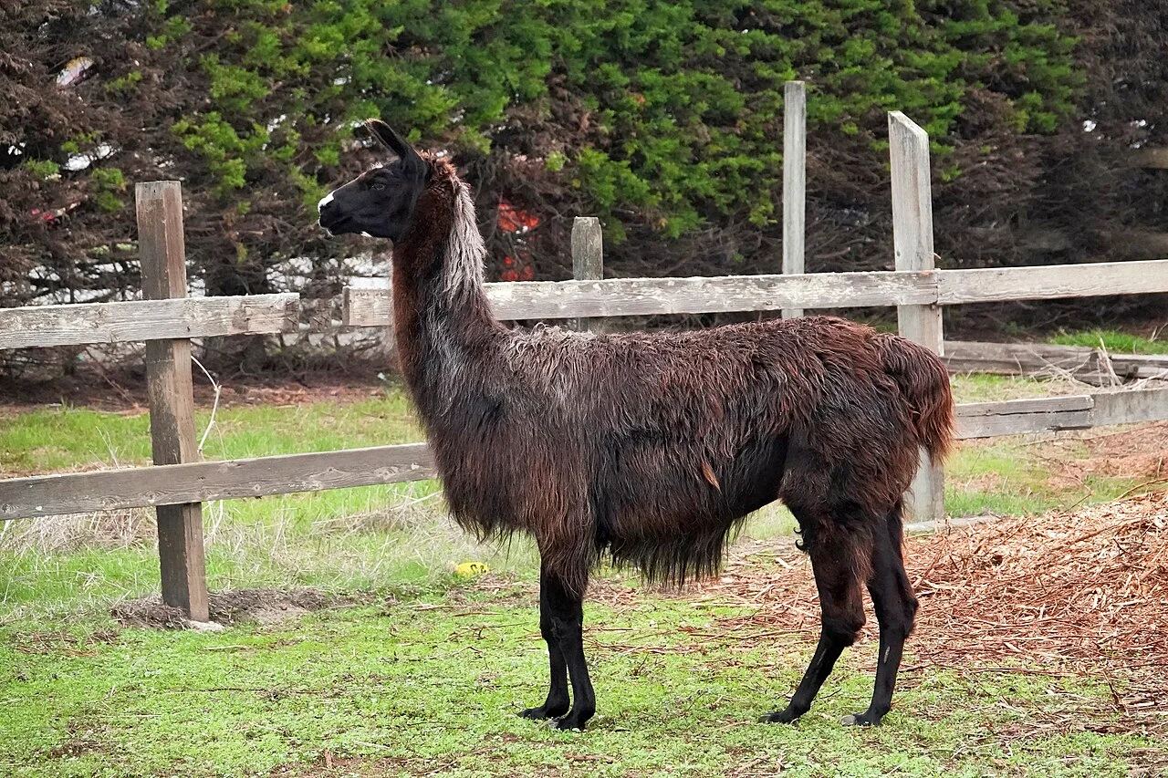Photo of Llama