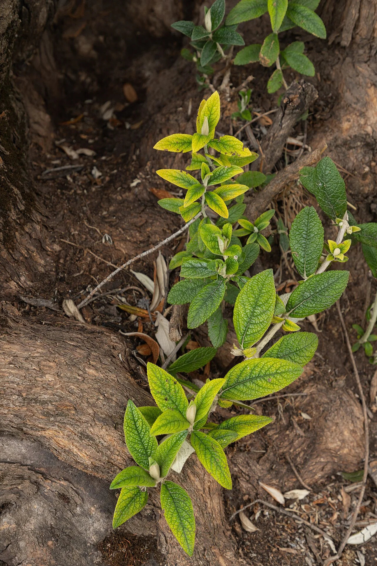 Photo of Llocllapampa