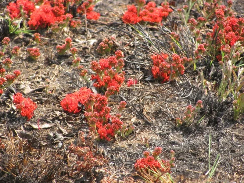 Photo of Londuimbali