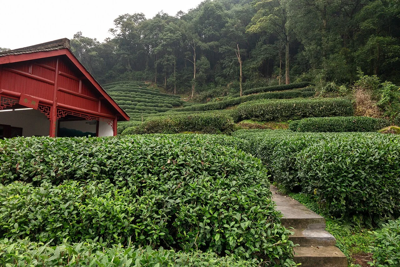 Photo of Longjing