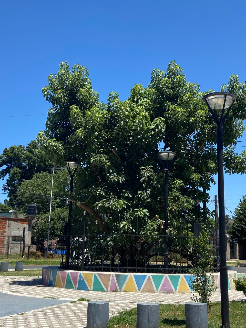 Fotografía del ejemplar de ombú (Phytolacca dioica) ubicado en la plazoleta de la intersección de las calles Manuel Escalada y Balcarce, en la localidad de Los Polvorines, Municipio de Malvinas Argentinas.