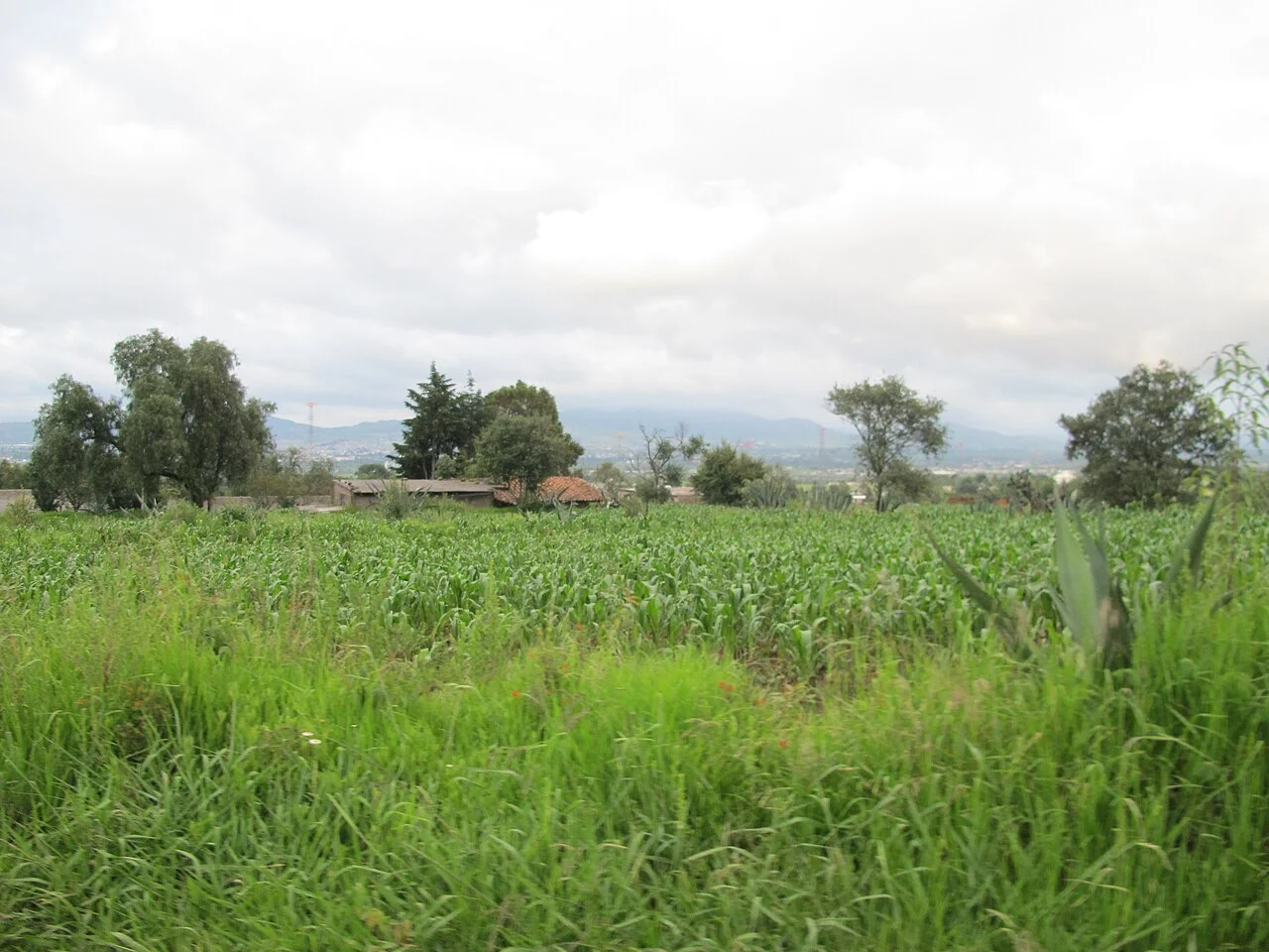 Photo of Los Romeros