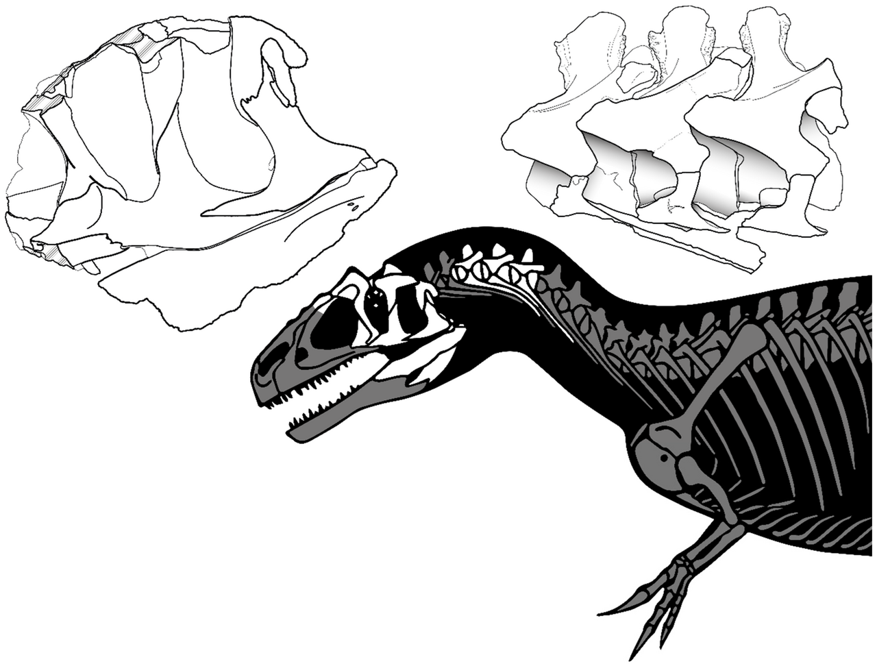 Allosaurus europaeus holotype ML415, found material.