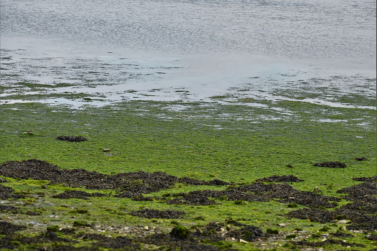 Lower Halstow: Halstow Creek foreshore
