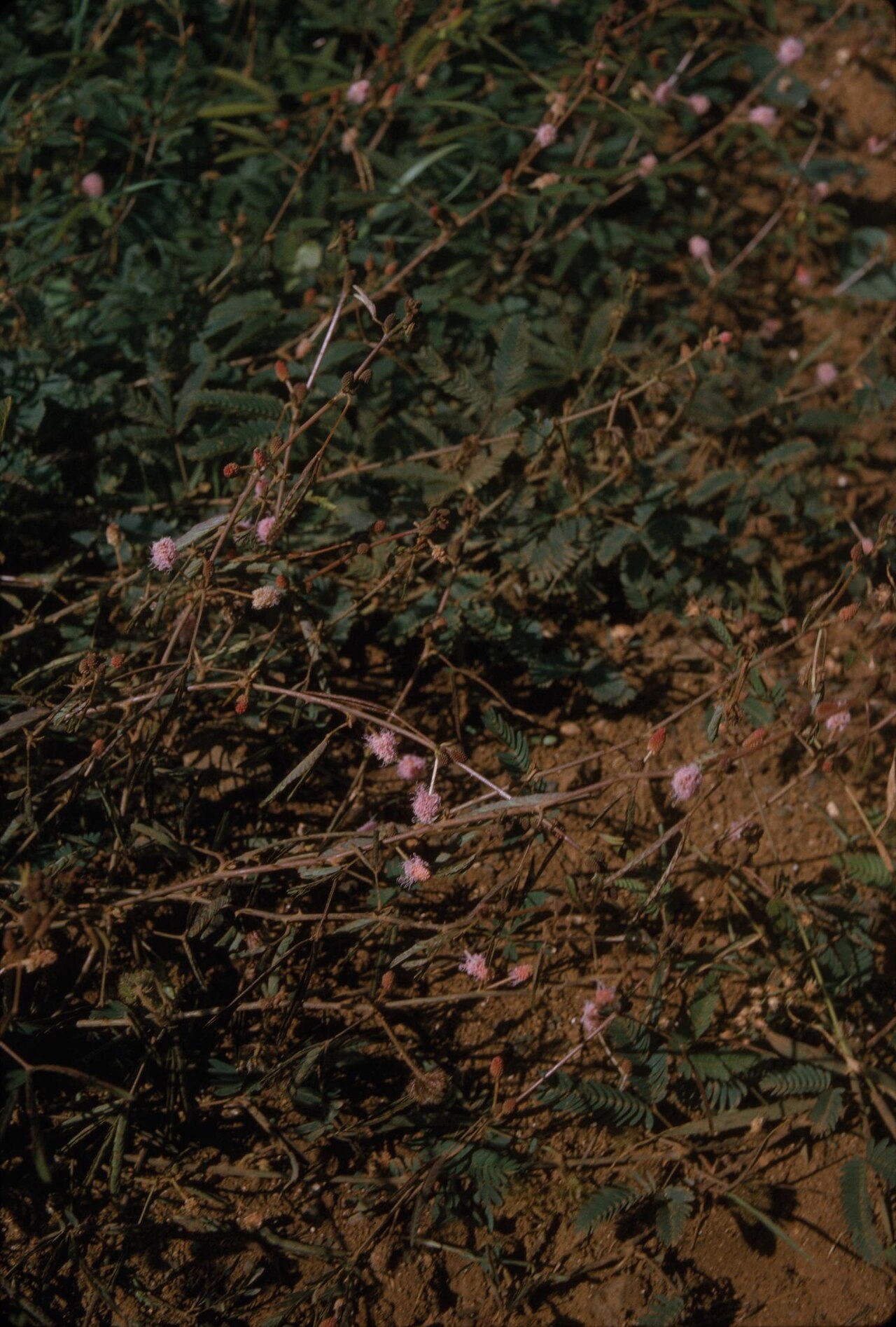 Photograph of an unidentified pink-flowered, low-growing plant on Kauai Island, United States. This creeping plant has several stems that extend with thorns on them. The leaves are pinnately compound, meaning leaflets grow in pairs along the central stem. Small, fluffy, ball-shaped, light-pink flowers are growing from this plant.1 photograph : positive, col. ; 35 mm.