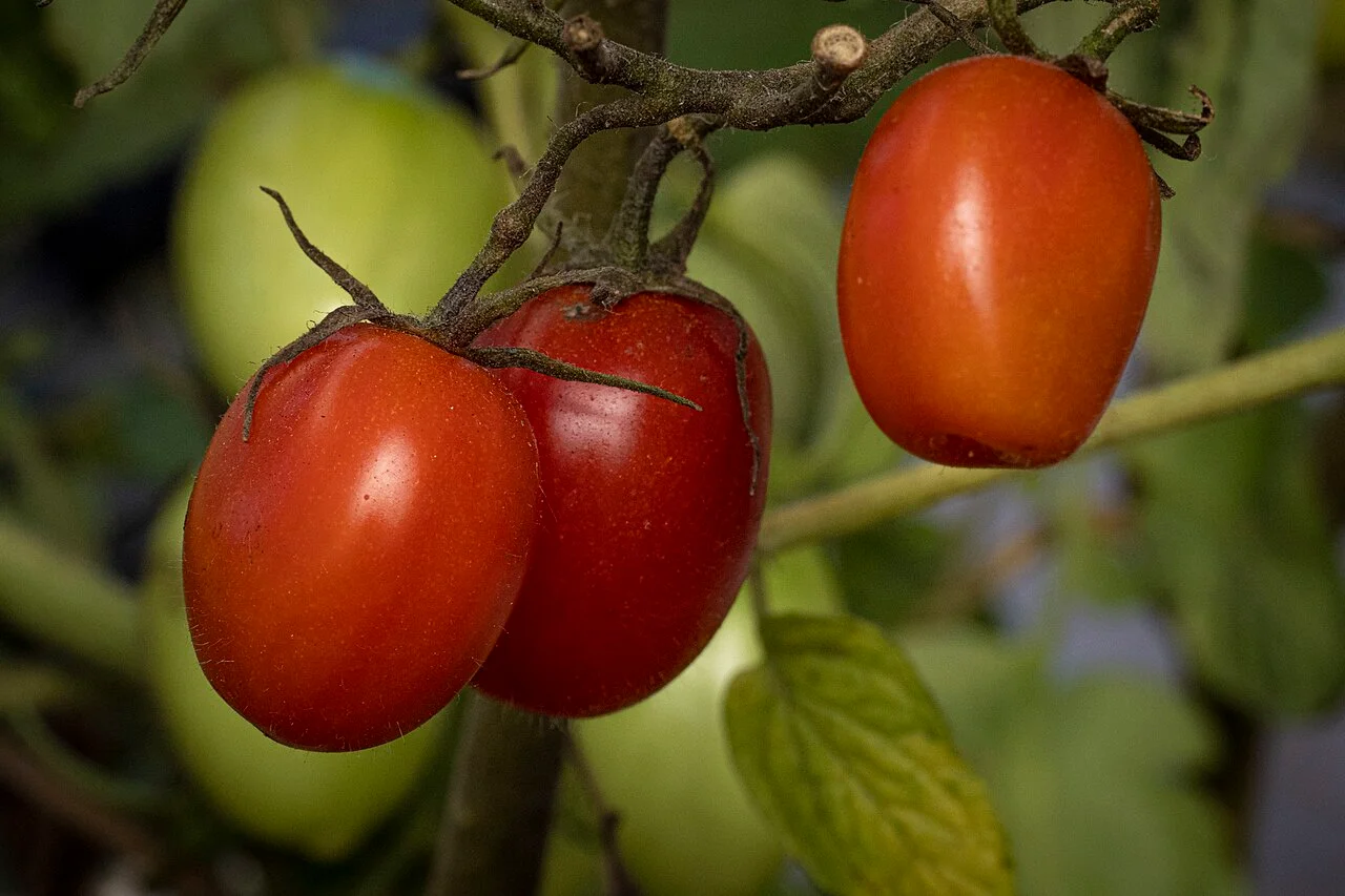 Photo of Loxahatchee Groves