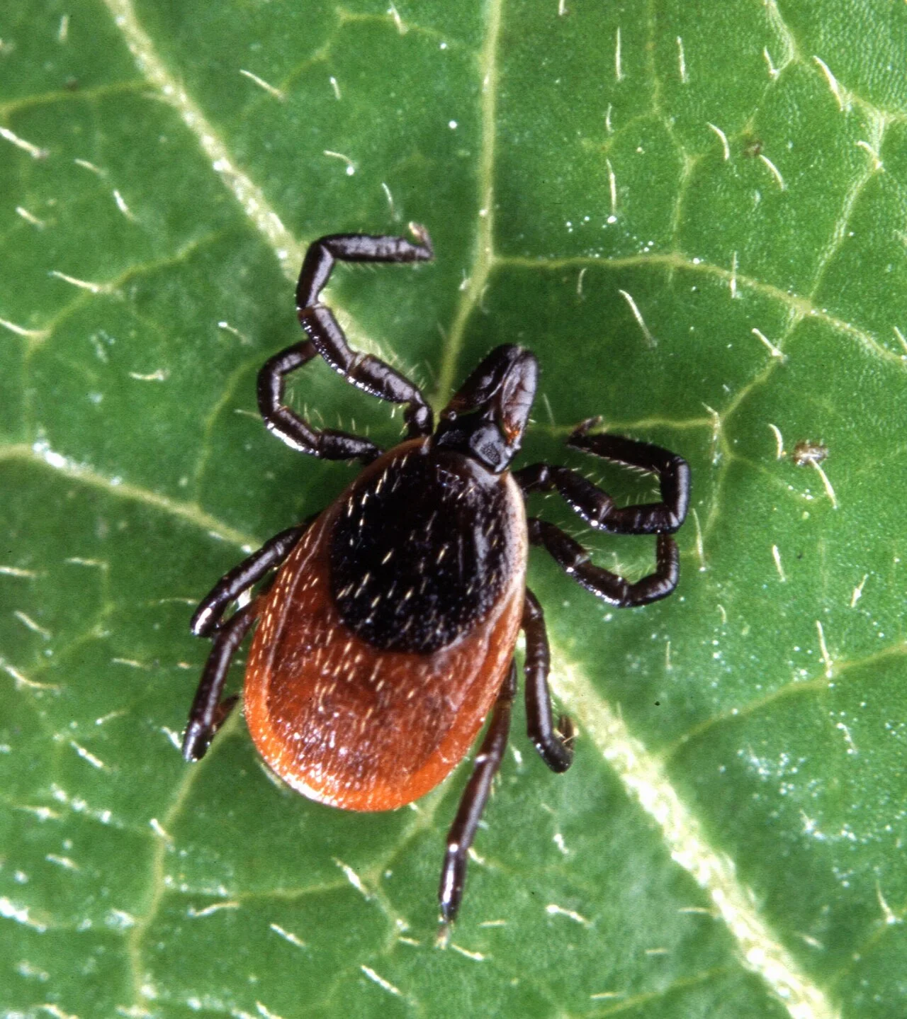 Photo of Lyme