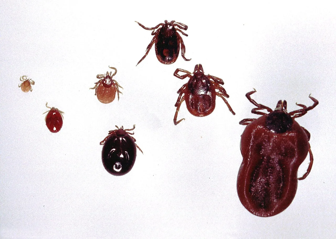 Photo of Lyme