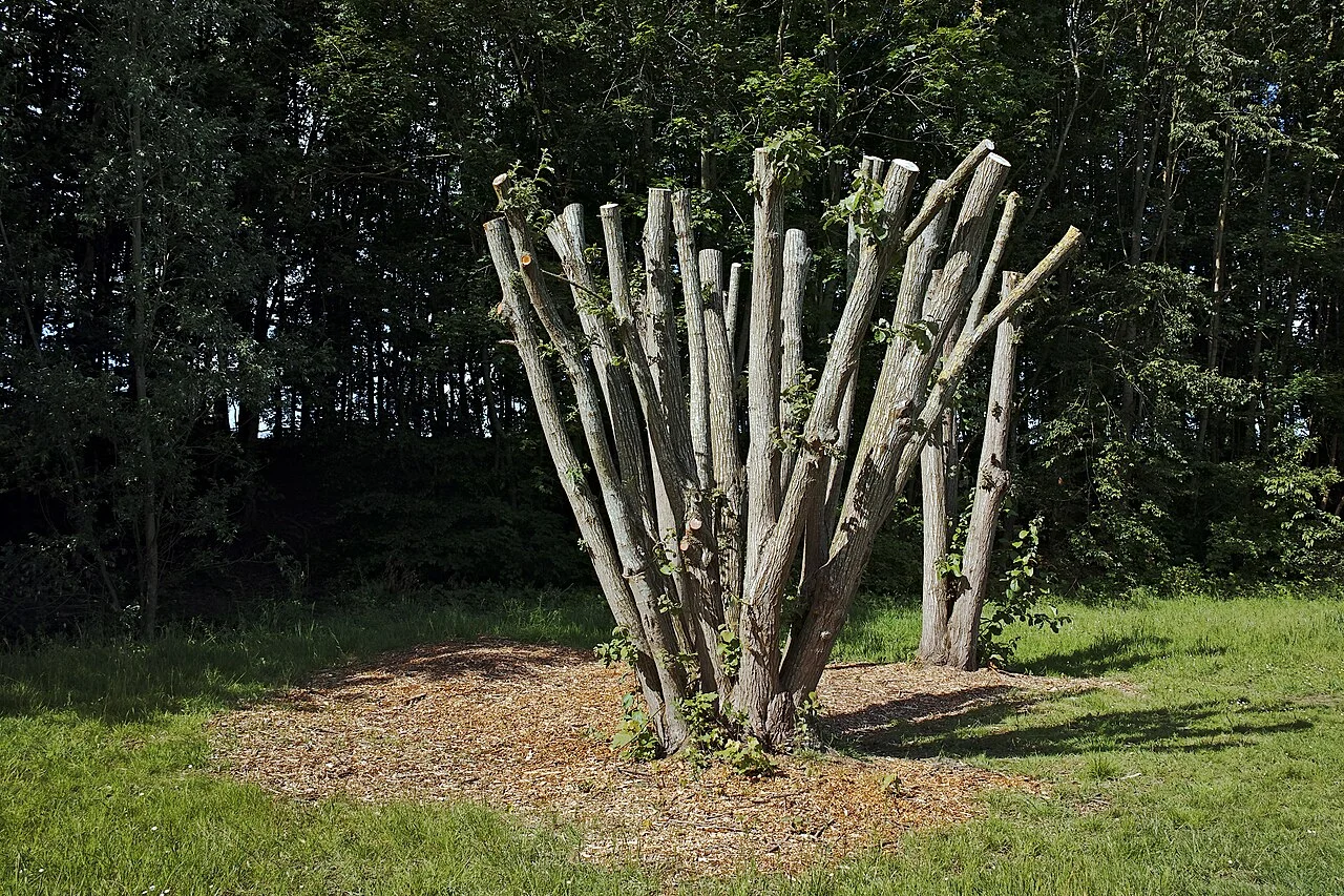 Photo of Lys-lez-Lannoy