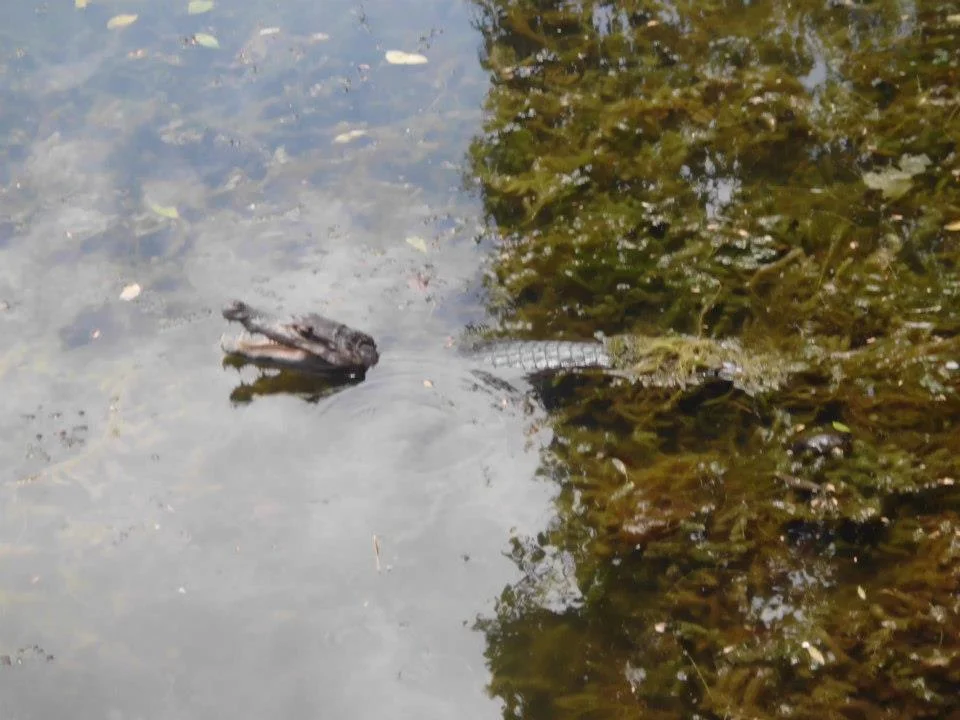 Photo of Macho de Agua