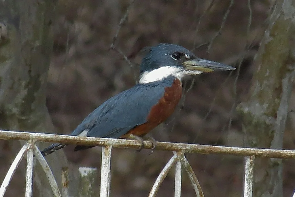 Photo of Macho de Agua