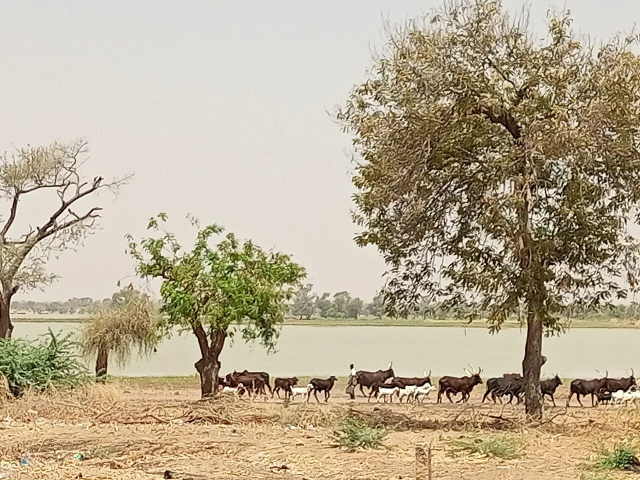 Photo of Madarounfa