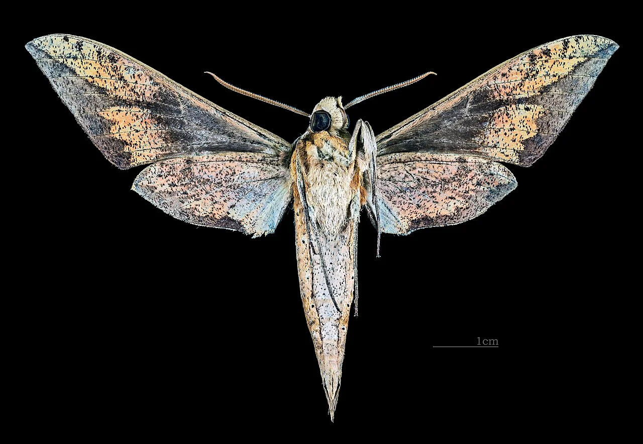 Photo of Magdalena Yodocono de Porfirio Díaz