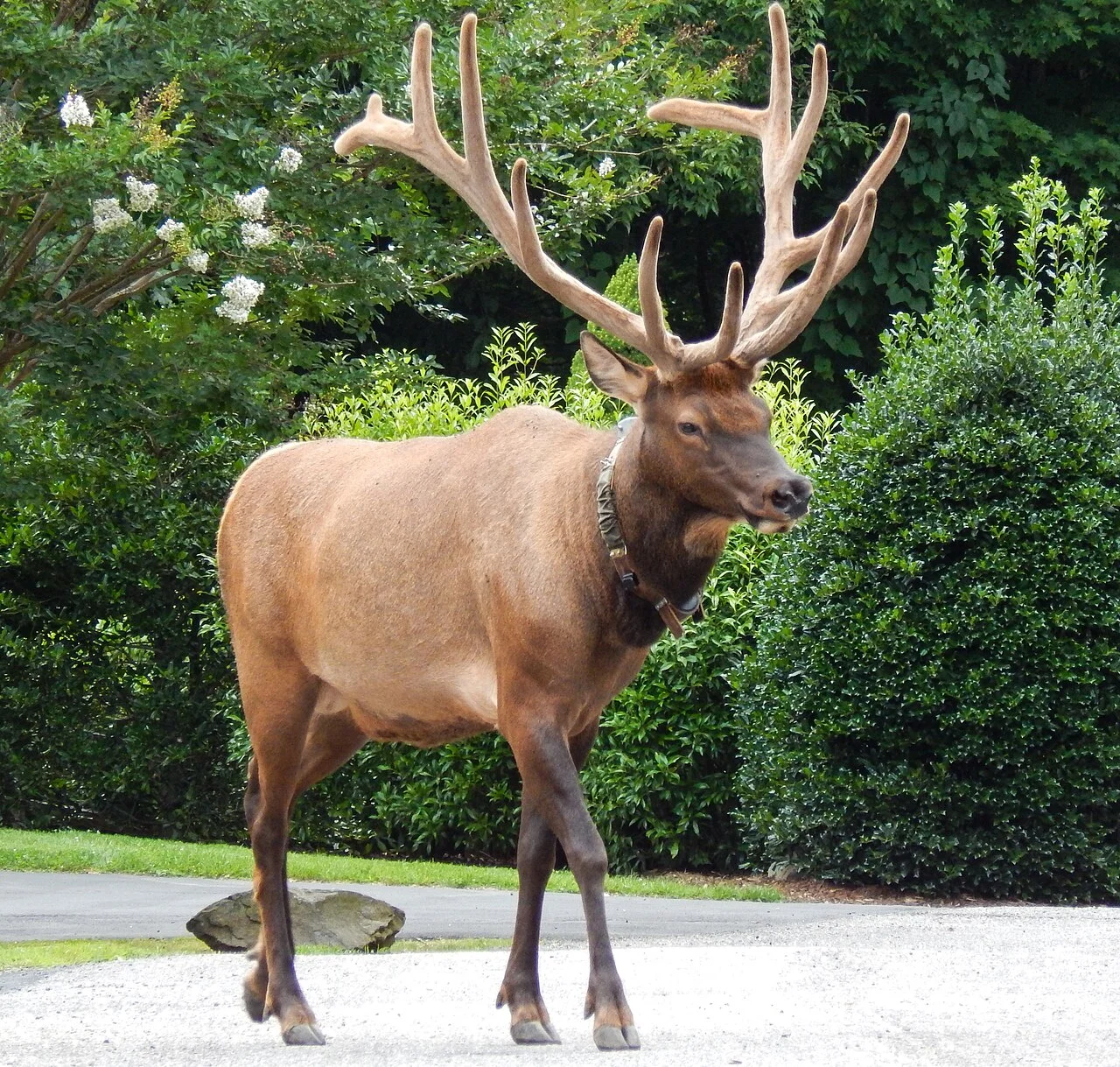 Photo of Maggie Valley