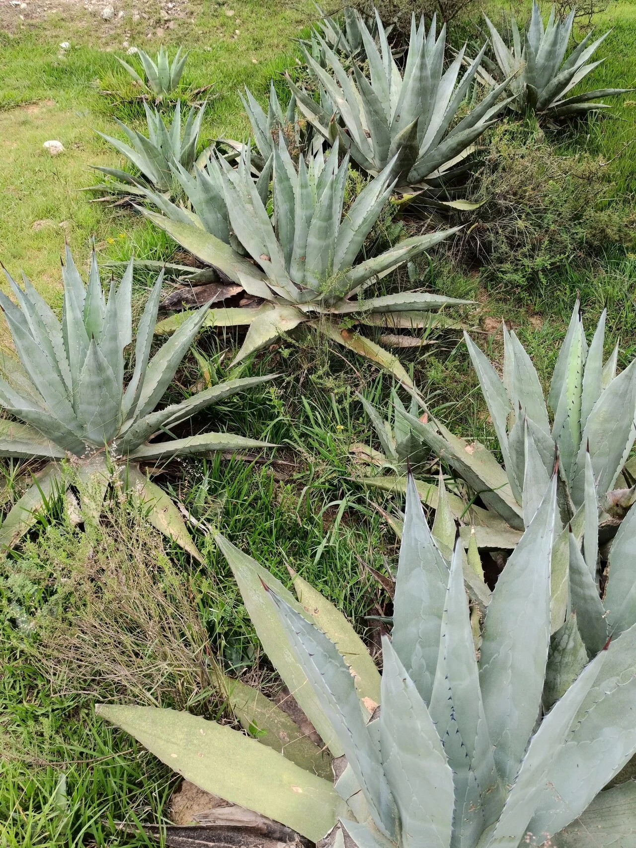 Photo of Maguey Blanco