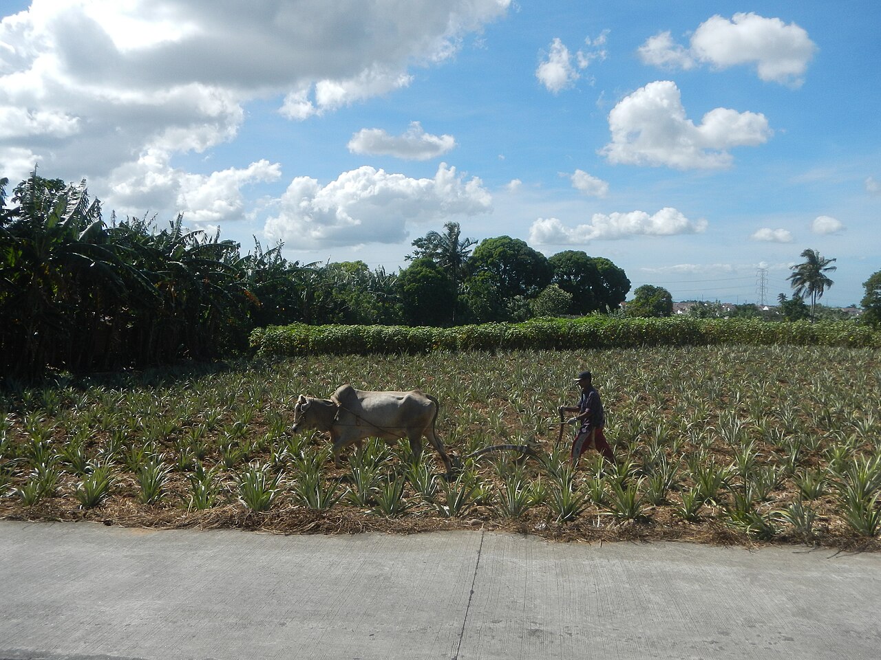 Pineapple fields in Cavite Narra I &amp; II, Acacia, Anahaw I &amp; II, Silang, Cavite from Silang Bypass Road (Silang Diversion Road), Aguinaldo Highway Aguinaldo Highway Aguinaldo Highway (Silang, Cavite)‎ corner and along Governor's Drive  Philippine highway network  Barangays Kaong, Silang, Cavite 14°14'49"N   121°0'7"E Sabutan, Silang, Cavite 14°14'42"N   120°58'54"E San Vicente 1 &amp; 2, Silang, Cavite  14°13'49"N   120°58'13"E Silang, Cavite (Note: Judge Florentino Floro, the owner, to repeat, Donor Florentino Floro of all these photos hereby donate gratuitously, freely and unconditionally all these photos to and for Wikimedia Commons, exclusively, for public use of the public domain, and again without any condition whatsoever).