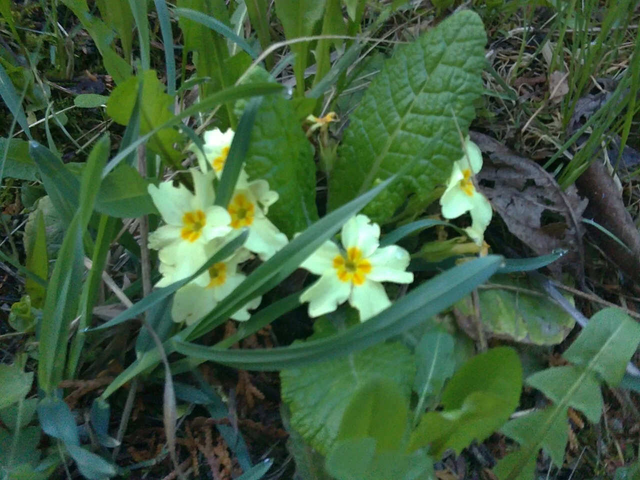 Photo of Mănăștur
