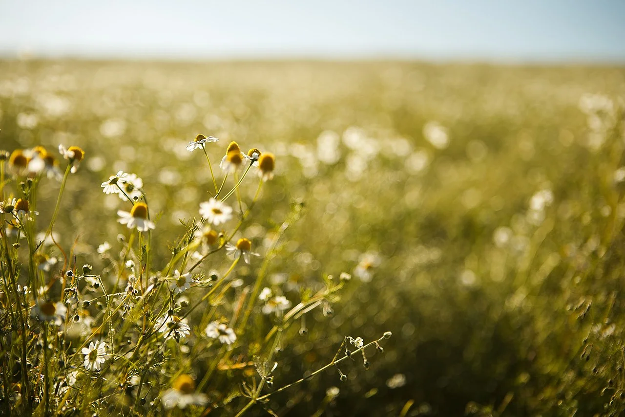 Photo of Mandirituba