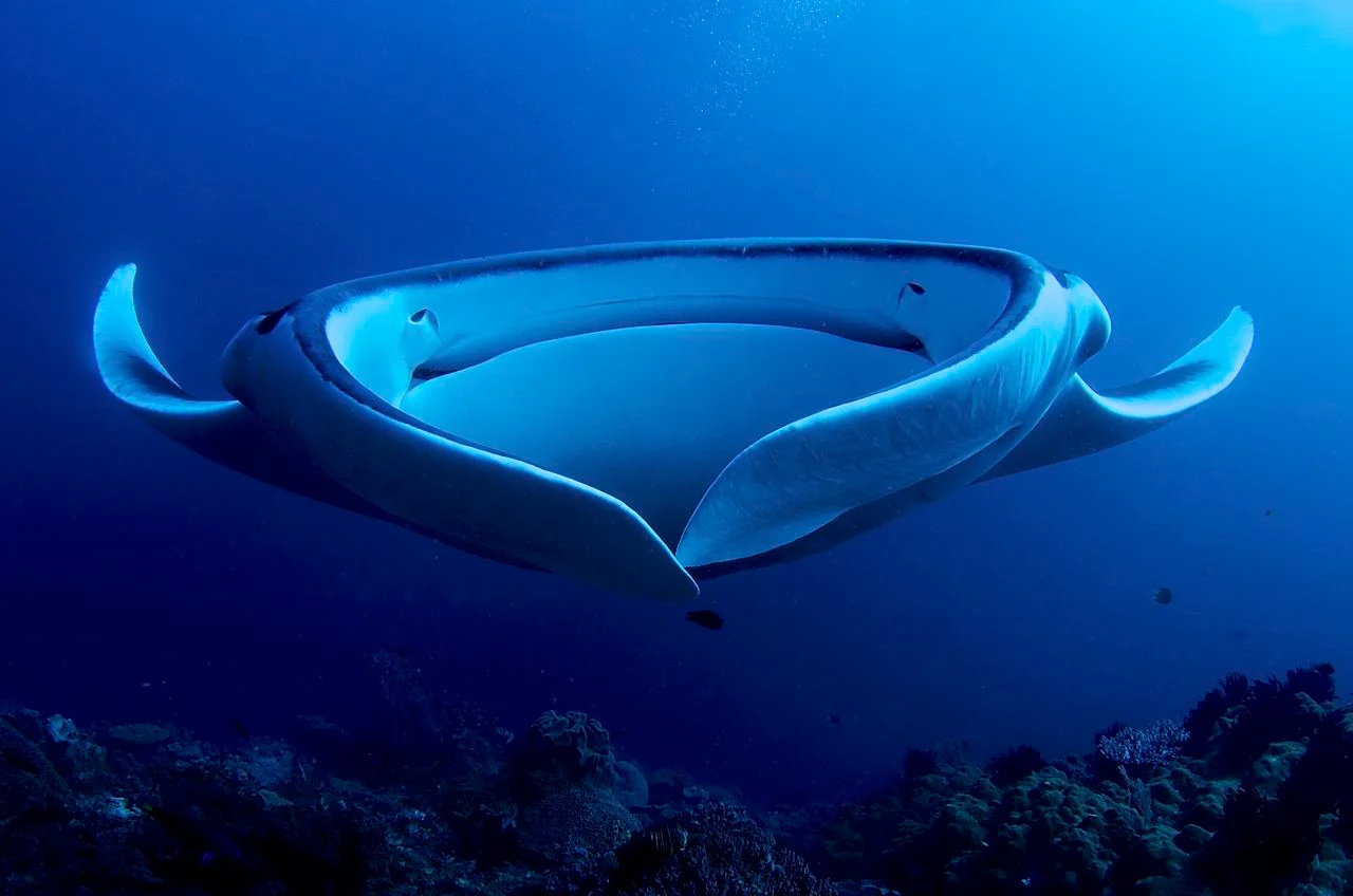 Photo of Manta