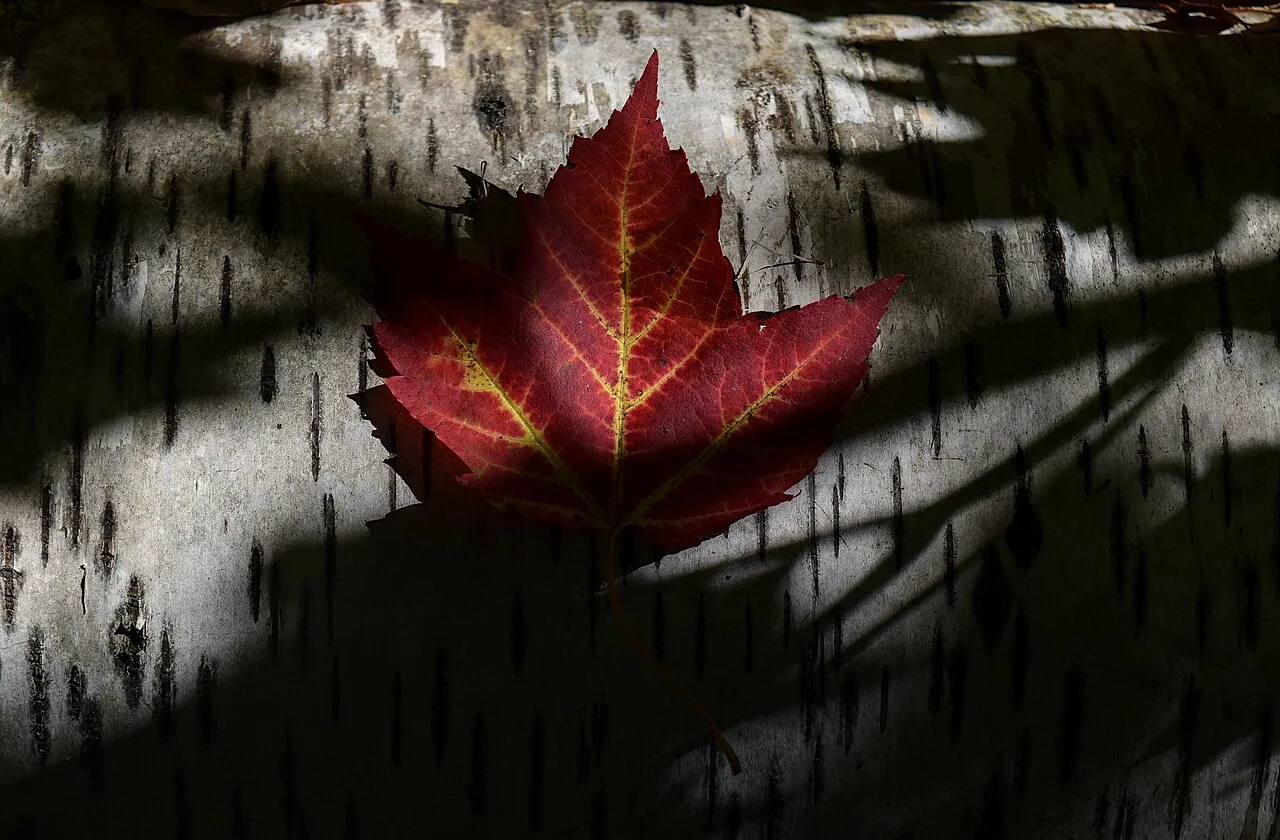 Photo of Maple Leaf