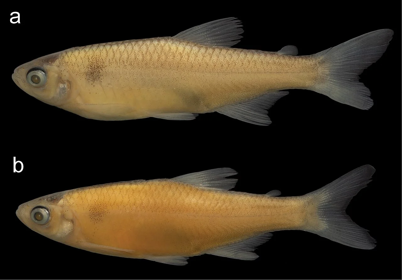 Photo of Maracaçumé