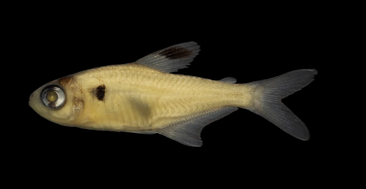 Photo of Maracaçumé