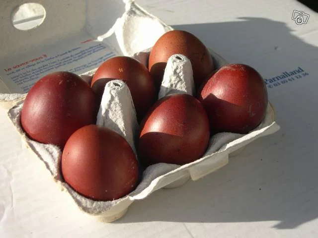 Photo of Marans