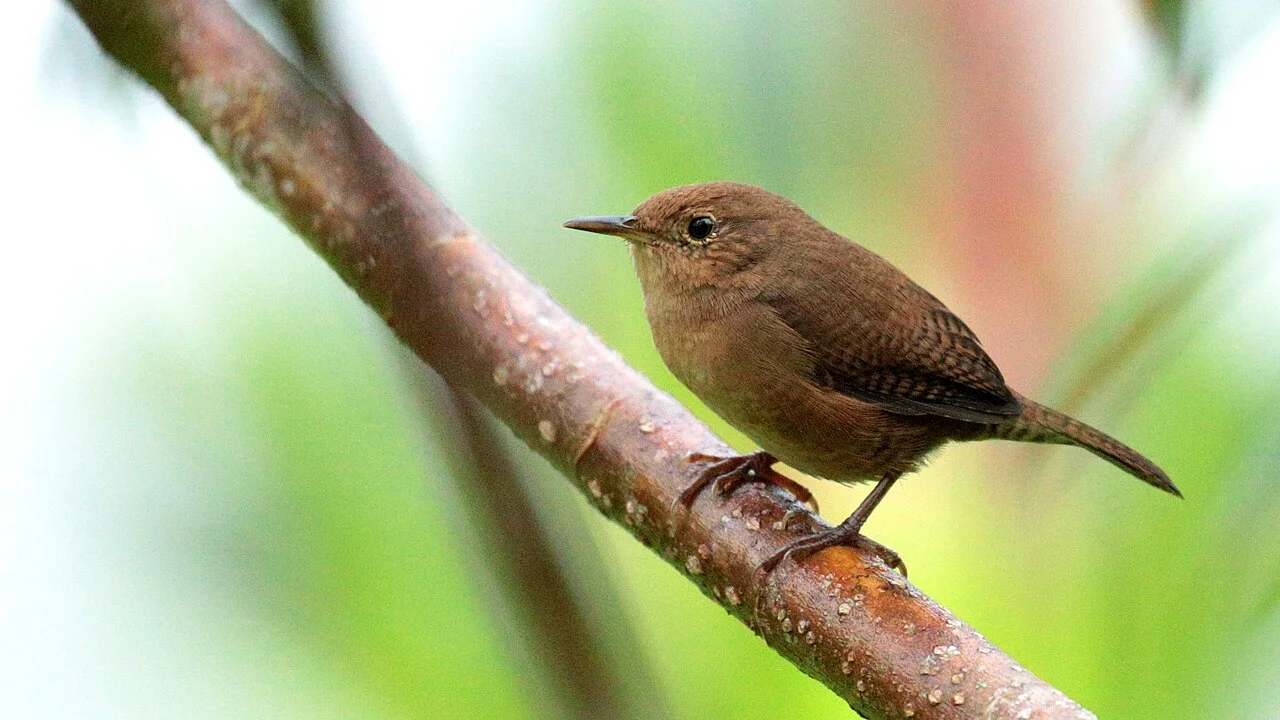 Photo of Maravilla Tenejapa